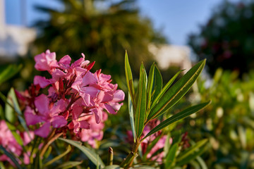 Blossoming oleander