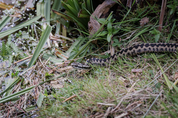 Common European Adder (Vipera berus)