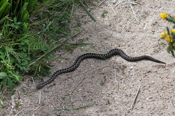 Common European Adder (Vipera berus)