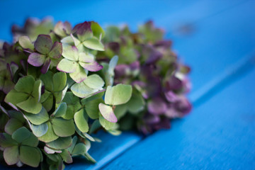 close up hydrangea