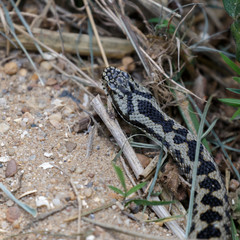 Common European Adder (Vipera berus)