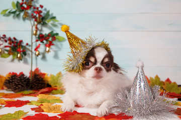 Obraz premium Adorable chihuahua dog wearing a New Year conical hat with maple leaves on festive background concept. Happy New Year 2020, Merry Christmas, holidays and celebration.