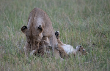 lioness and cub