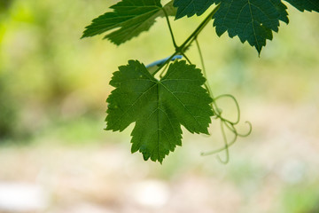 Small fresh green leaves of grapevine. Close-up of flowering grape vines, grapes bloom during theday. Agriculture