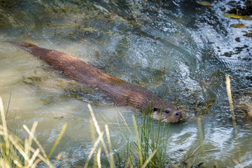 Obraz premium Eurasian Otter (Lutra lutra)
