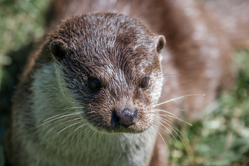 Eurasian Otter (Lutra lutra)