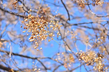 Árbol del paraíso con sus ramas llenas de semillas, a finales de otoño 