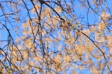 Árbol del paraíso con sus ramas llenas de semillas, a finales de otoño 
