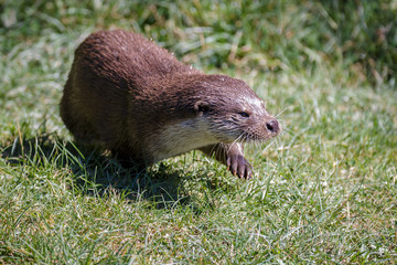 Eurasian Otter (Lutra lutra)