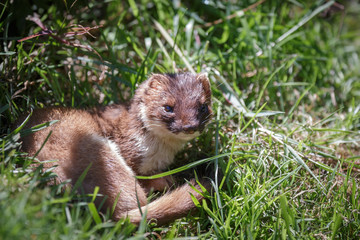 Stoat (Mustela erminea)