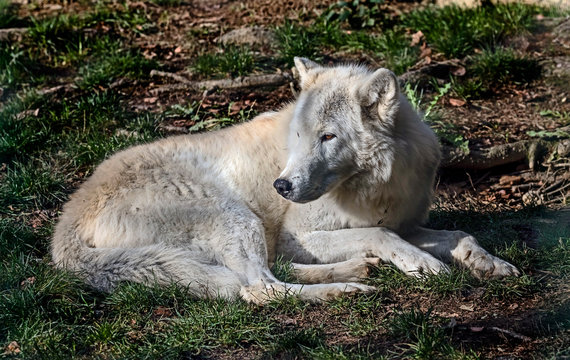 Arctic wolf on the ground. Latin name - Canis lupus arctos