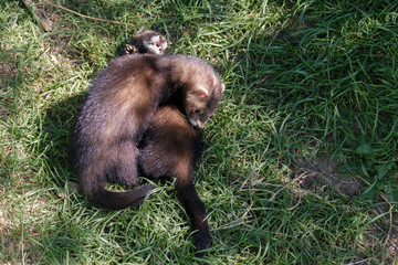 Juvenile European Polecats (mustela putorius) playing
