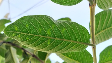 Fototapeta na wymiar green leaf of guava tree with visible veins and small netted veins