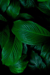 leaves of Spathiphyllum cannifolium, abstract green texture, nature background, tropical leaf
