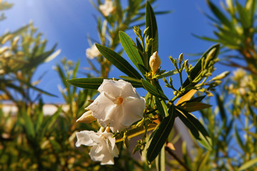 Blossoming oleander