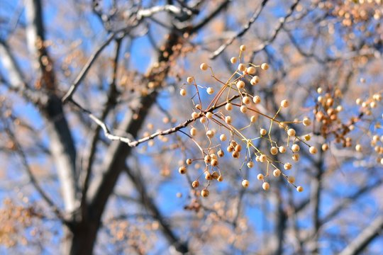 &Aacute;rbol del para&iacute;so con sus ramas llenas de semillas, a finales de oto&ntilde;o 