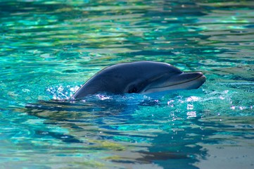 Obraz premium Dolphin swiming