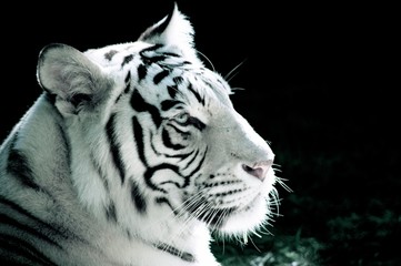 White bengal tiger portrait