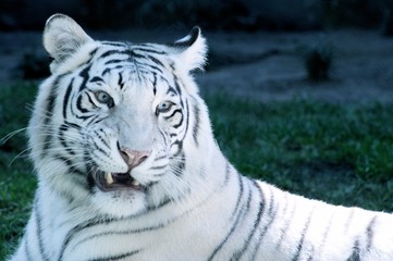 White Tiger