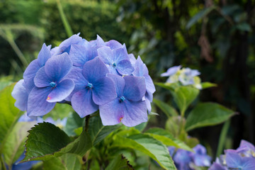 Common Hydrangea (H macrophylla)