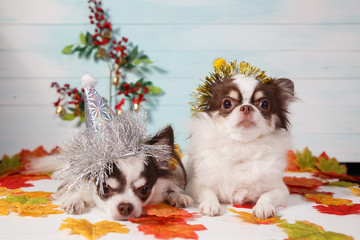 Two adorable chihuahua dogs wearing a New Year conical hat with maple leaves on festive background concept. Happy New Year 2020, Merry Christmas, holidays and celebration.