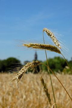 getreidefeld