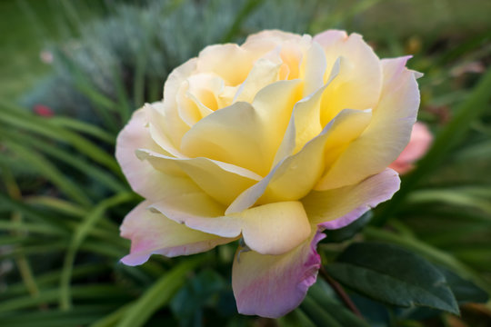 Yellow Rose (Peace) © philipbird123