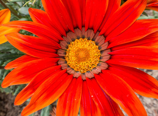 Orange Gazania