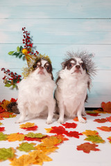 Two adorable chihuahua dogs wearing a New Year conical hat with maple leaves on festive background concept. Happy New Year 2020, Merry Christmas, holidays and celebration.