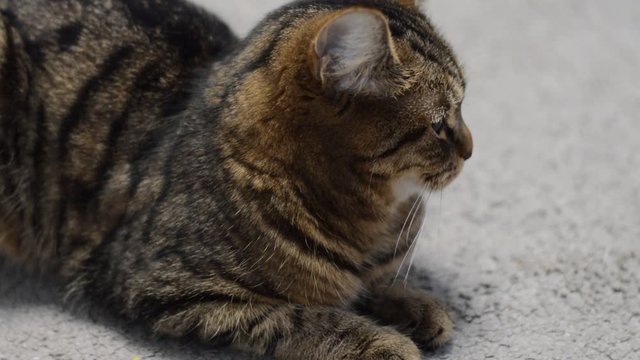 Cat of the British breed, brindle color, playing.
