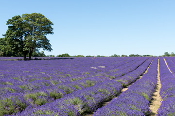 Obraz premium People enjoying a Lavender field in Banstead Surrey