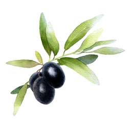 Green olive tree branch with juicy black fruits hand drawn in watercolor isolated on a white background. Ideal for creating invitations, greeting cards.Watercolor botanic element for patterns, wreaths