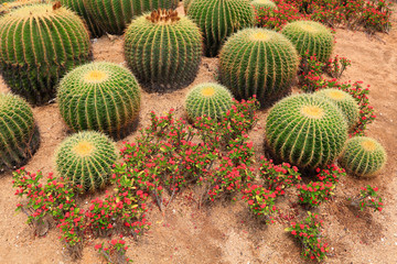 Cactus plants Echinocactus