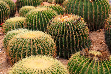 Cactus plants Echinocactus