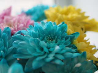 Multi-colored chrysanthemums. Motley rainbow bouquet. Blue, yellow, white, pink flowers. Flower background