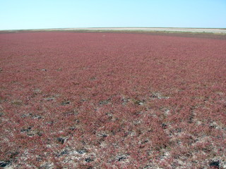 The natural landscape of flowering soleros on the Azov salt marshes creates a striking picture of a huge red carpet stretching into an endless horizon.