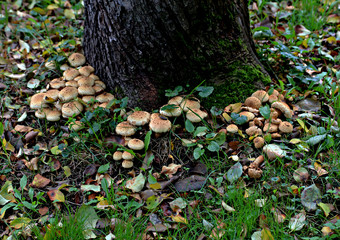 mushrooms in forest