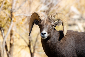 Bighorn Sheep In Waterton Canyon