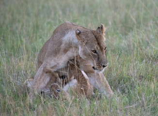 lioness and cub