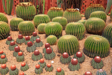 Fototapeta na wymiar Cactus plants Echinocactus