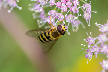 Makroaufnahme einer Biene auf rosa Blüte