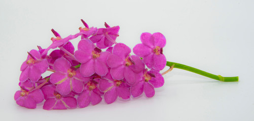 pink orchid isolated on white background