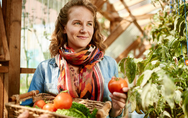 Friendly woman harvesting fresh tomatoes from the greenhouse gar