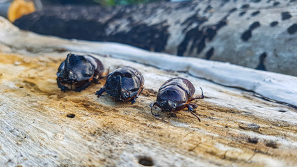 beetle on a log	