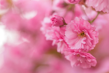 Sakura or Japanese cherry (Prunus serrulata) flowers close up, blurred background with beautiful bokeh. Cherry tree branch blossoming in pink colour. Pink cherry blossom sakura. Pink cherry blossom. 