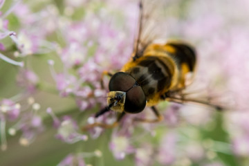 Makroaufnahme einer Biene auf rosa Blüte