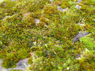 green Moss In Close-up Shot. variable focus