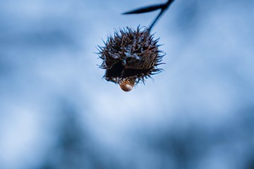 bogue et goutte