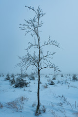 arbre gelé