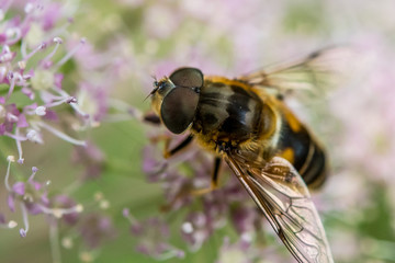 Makroaufnahme einer Biene auf rosa Blüte